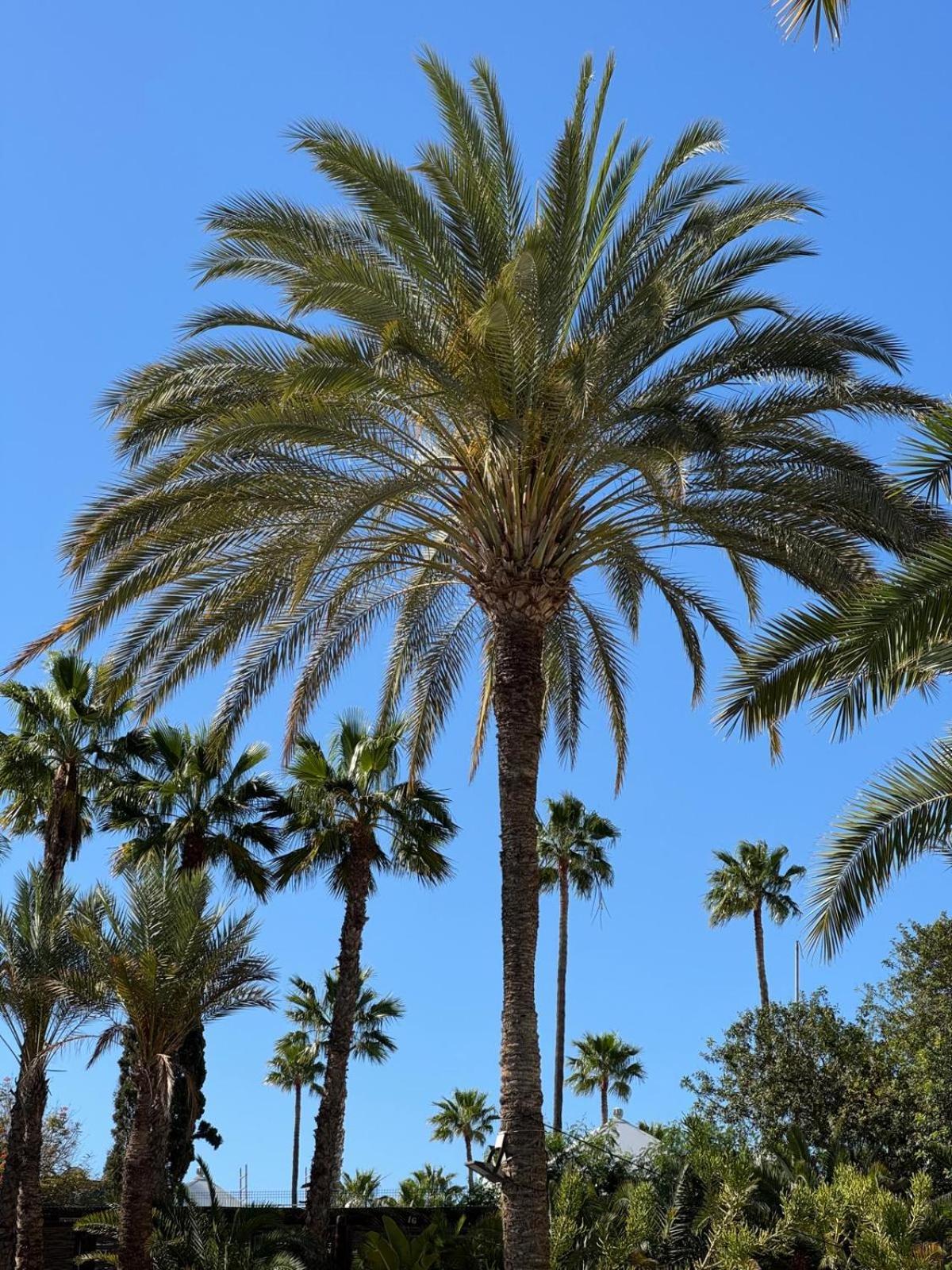 Piso Paraiso Vicino Al Mare Maspalomas  Dış mekan fotoğraf