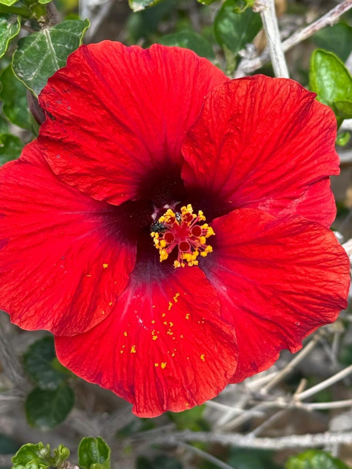 Piso Paraiso Vicino Al Mare Maspalomas  Dış mekan fotoğraf